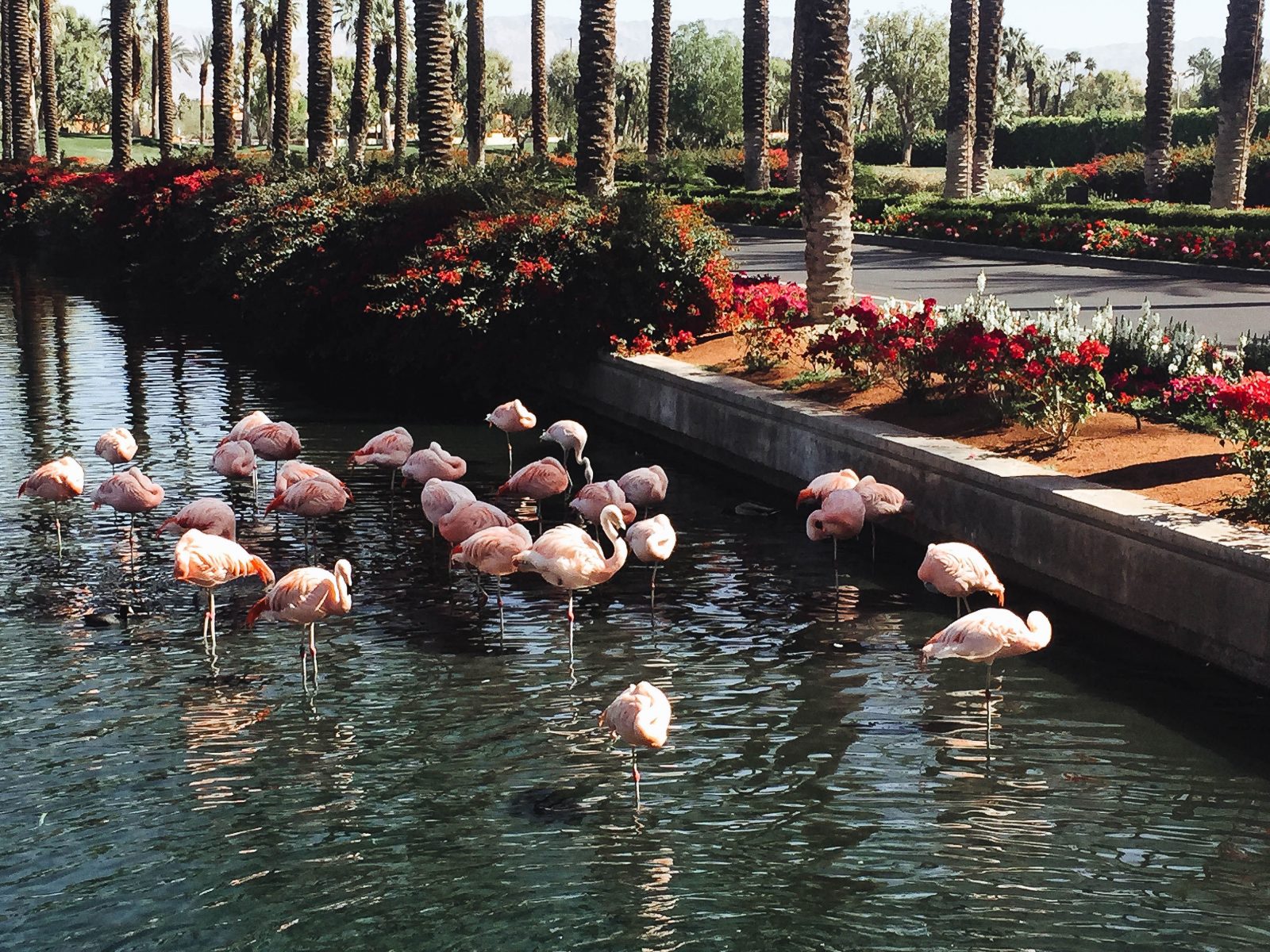 JW flamingos